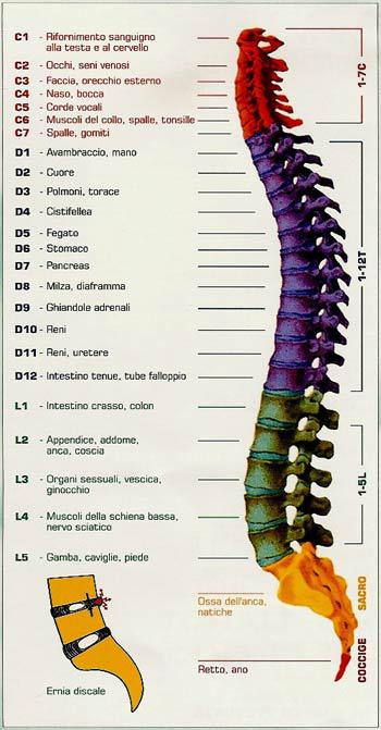 osteopatia colonna vertebrale